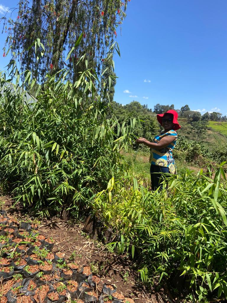 Bamboo Planting and Restoration