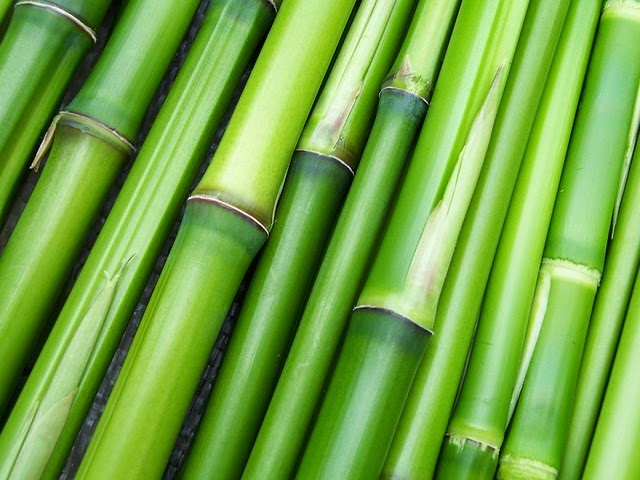 Bamboo Poles Closeup