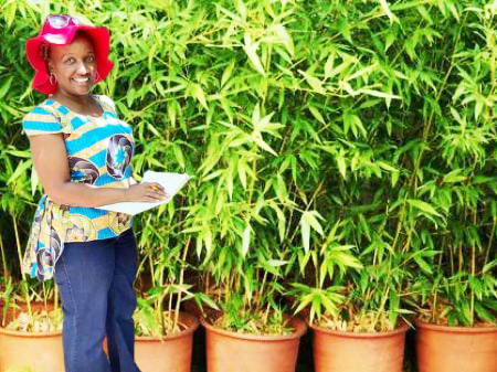 Bamboo Seedlings