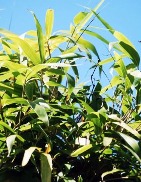 bamboo_seedlings_2-min