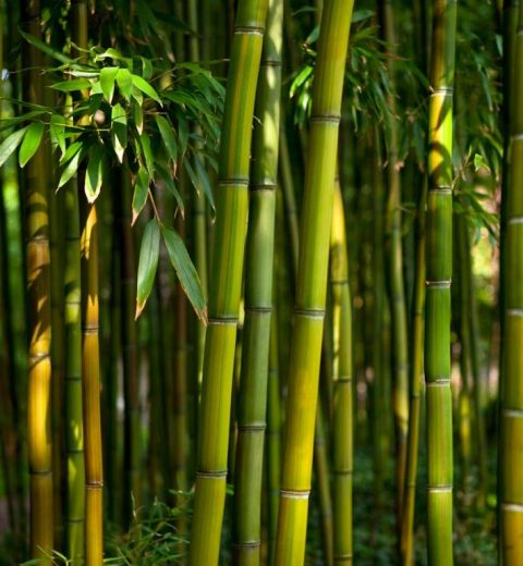 bamboo_stalks-1024×768-1 bamboo_stalks-1024x768-1