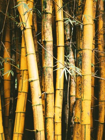 bamboo_stalks_portrait bamboo_stalks_portrait